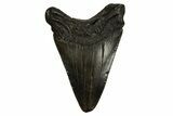 Juvenile Megalodon Tooth - South Carolina #310095-1